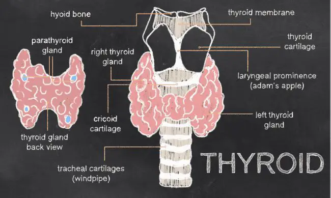 You need to understand the parts of the thyroid for natural thyroid treatment. 